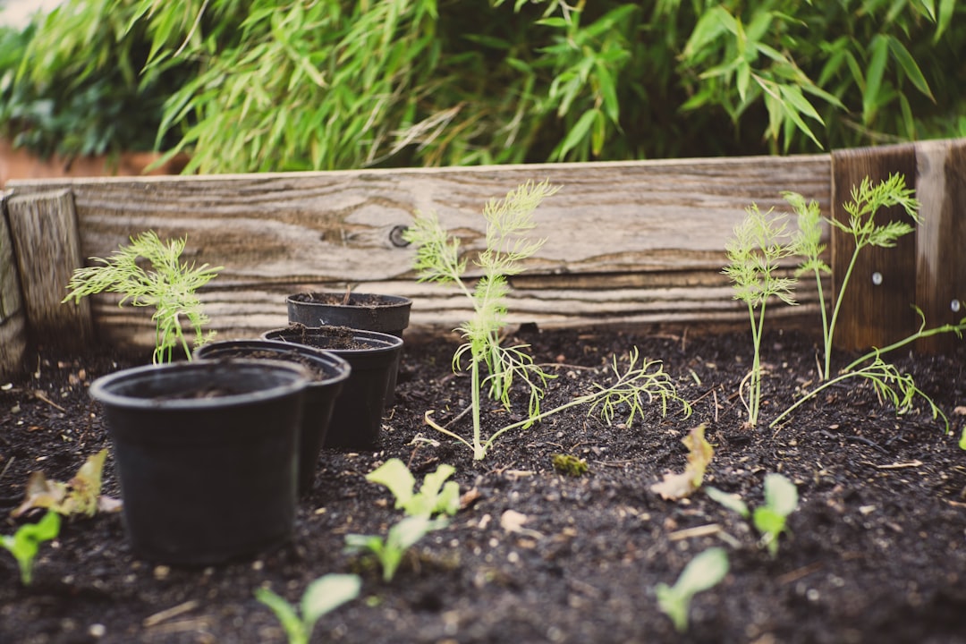 Photo Food composting