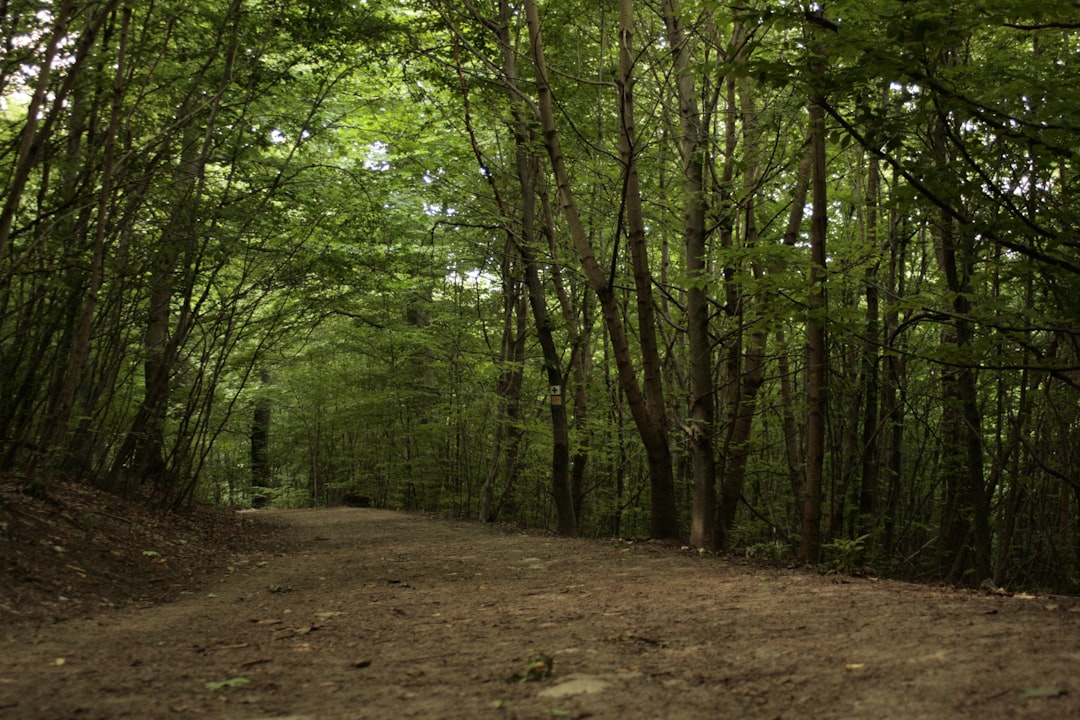 Photo Forest trail