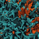 Photo intestinal microbiome