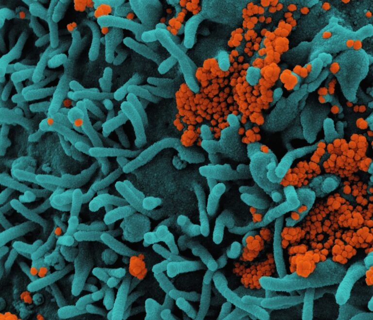 Photo intestinal microbiome